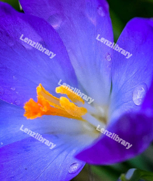 Blue flower petal